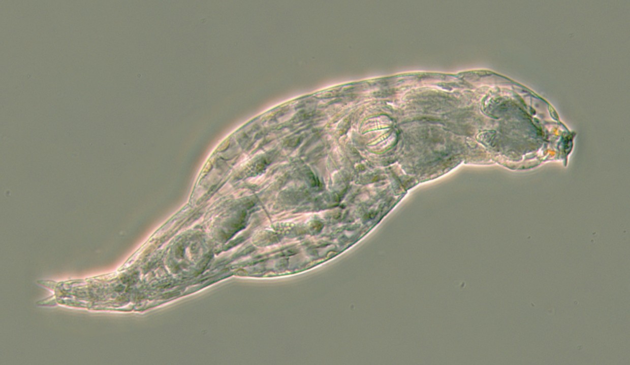 Bdelloid rotifer