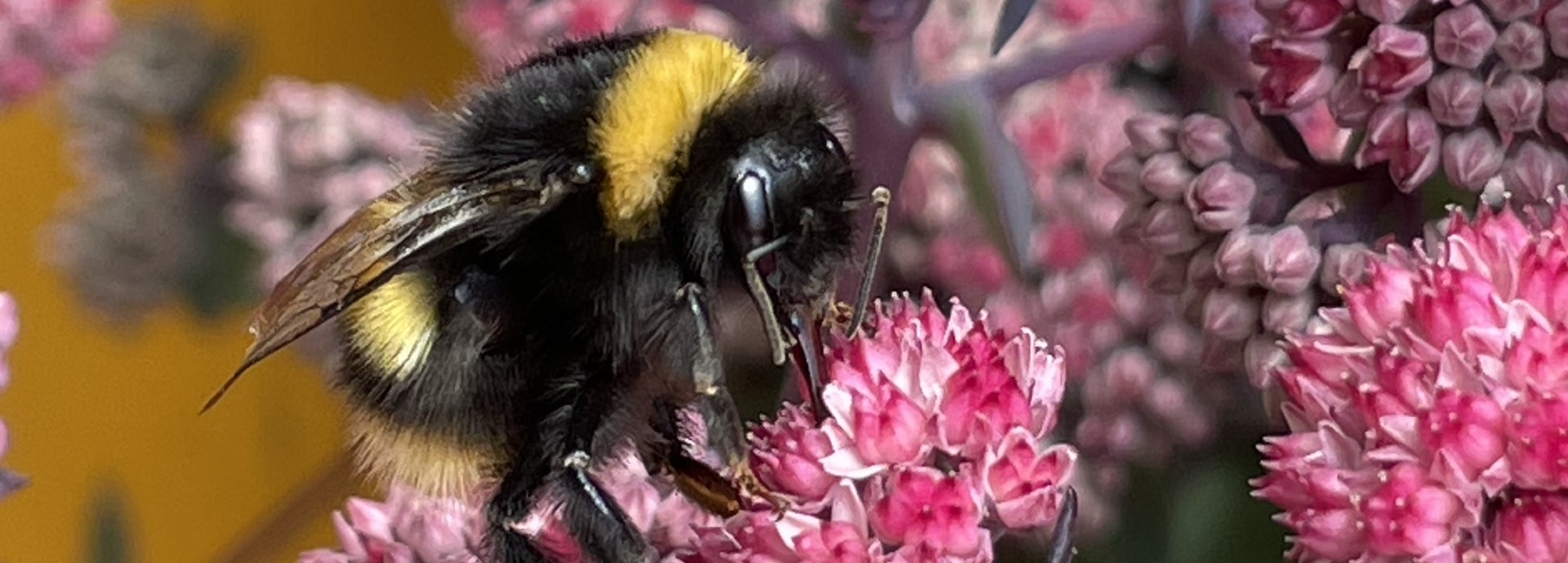 Banner image for  Researchers find evidence that bumblebees make the same memory errors as humans