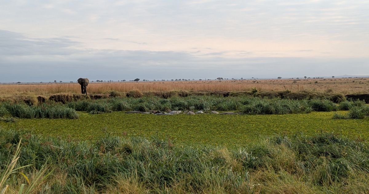 Water Lettuce, Pistia stratiotes, invading a watering hole in a Tanzanian national park