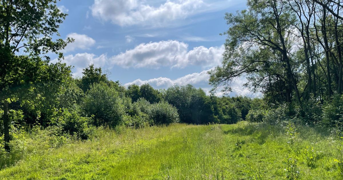 Example of a woodland site created through hybrid approaches showing a combination of closed canopy and open areas which are gradually being naturally colonised by trees.