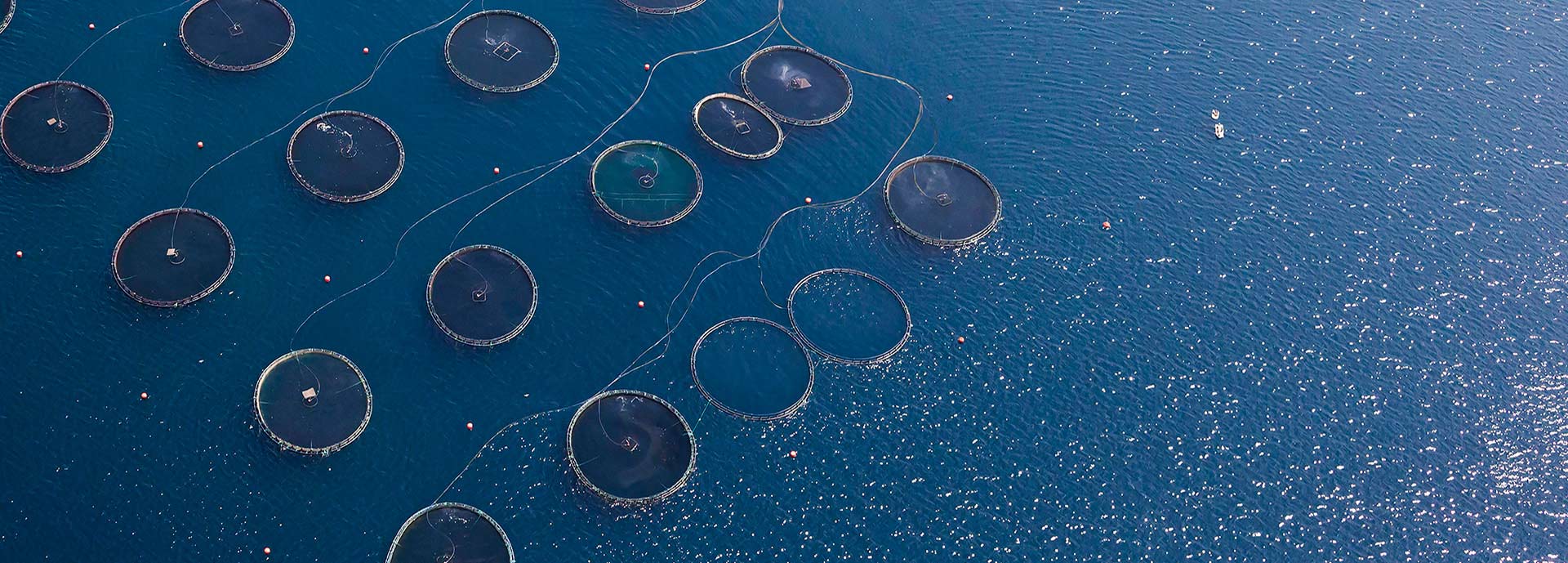 Overhead view of fish farm in sea