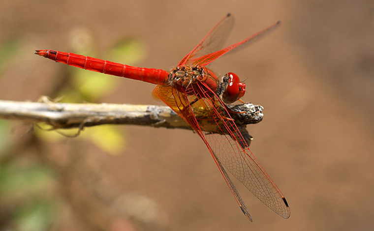 dragonfly