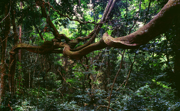 Vine in jungle