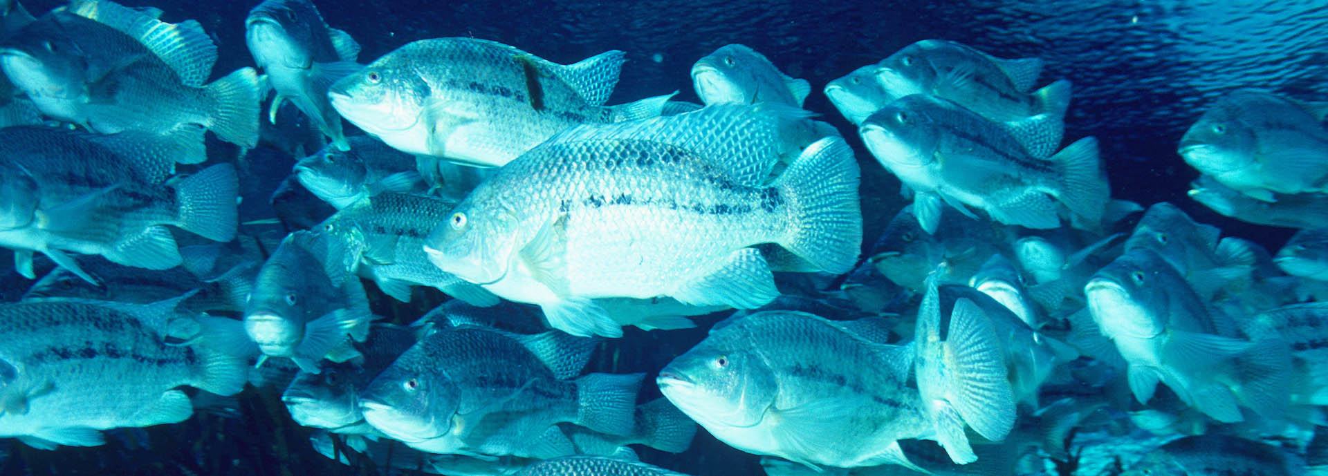 tilapia swimming underwater