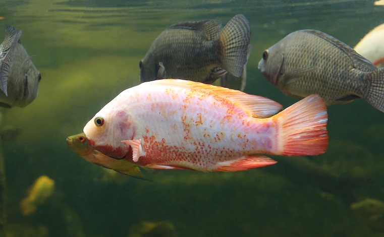 Red Tilapia fish